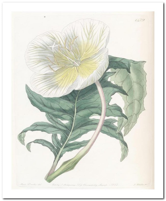 Edward's Botanical Register 8x10 Botanical Art Print 03062501088