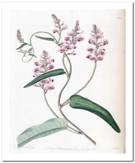 Edward's Botanical Register 8x10 Botanical Art Print 03062501090