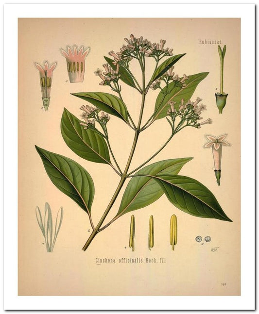 Kohler Medizinal Pflanzen 8x10 Botanical Art Print 03062501092