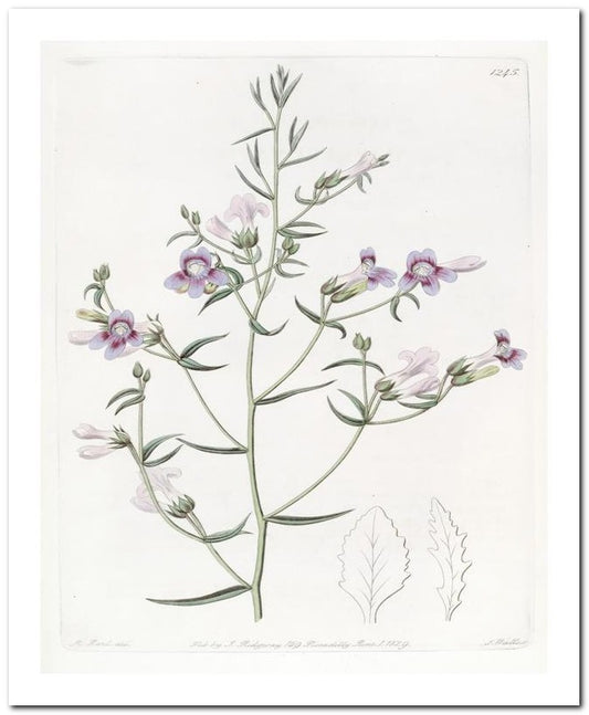 Kohler Medizinal Pflanzen 8x10 Botanical Art Print 03062501093