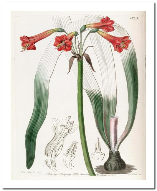 Edward's Botanical Register 8x10 Botanical Art Print 03062501094