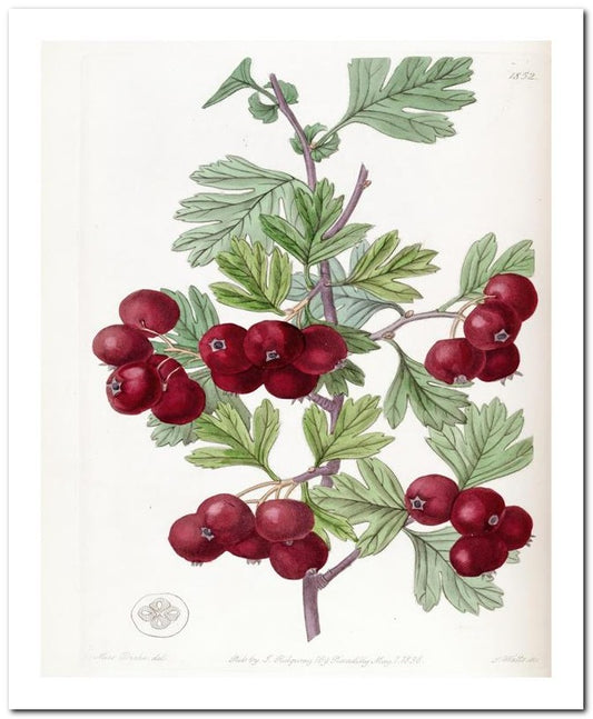 Edward's Botanical Register 8x10 Botanical Art Print 03062501095
