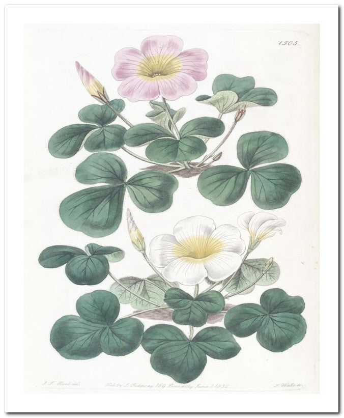 Edward's Botanical Register 8x10 Botanical Art Print 03062501096