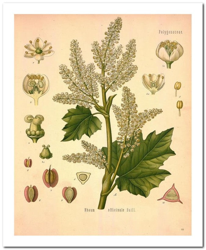 Edward's Botanical Register 8x10 Botanical Art Print 03062501097