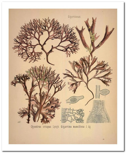 Kohler Medizinal Pflanzen 8x10 Botanical Art Print 03062501099