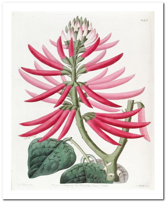 Kohler Medizinal Pflanzen 8x10 Botanical Art Print 03062501100