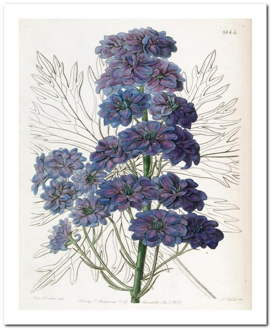 Edward's Botanical Register 8x10 Botanical Art Print 03062501101