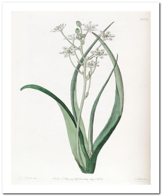 Edward's Botanical Register 8x10 Botanical Art Print 03062501102