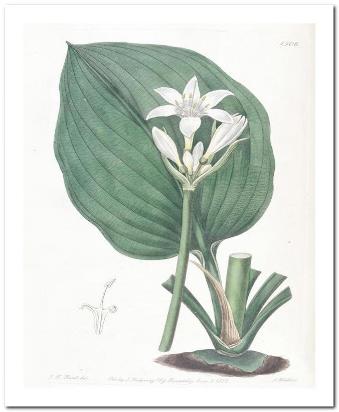 Edward's Botanical Register 8x10 Botanical Art Print 03062501103