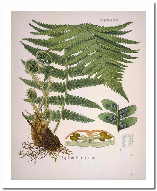 Kohler Medizinal Pflanzen 8x10 Botanical Art Print 03062501106