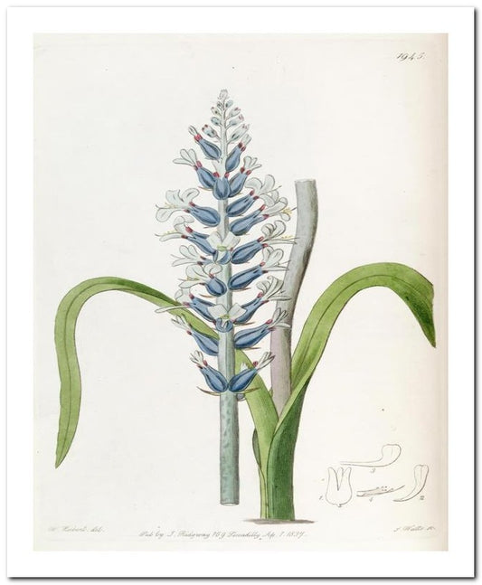 Kohler Medizinal Pflanzen 8x10 Botanical Art Print 03062501107