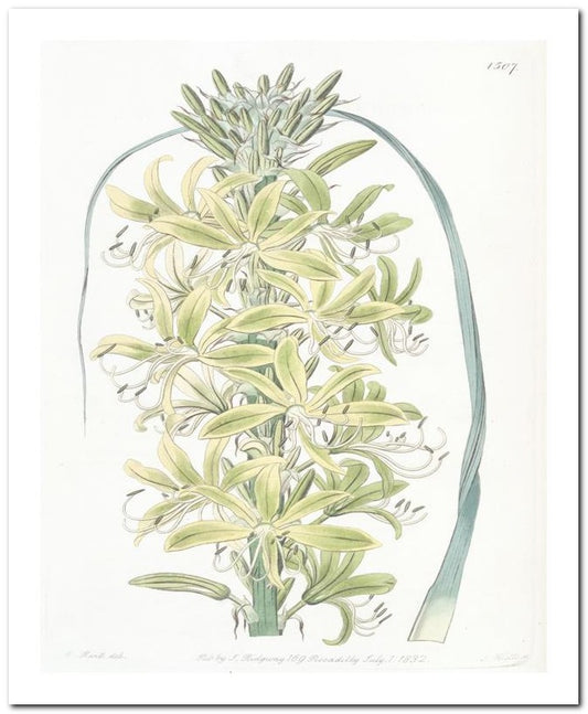 Edward's Botanical Register 8x10 Botanical Art Print 03062501110