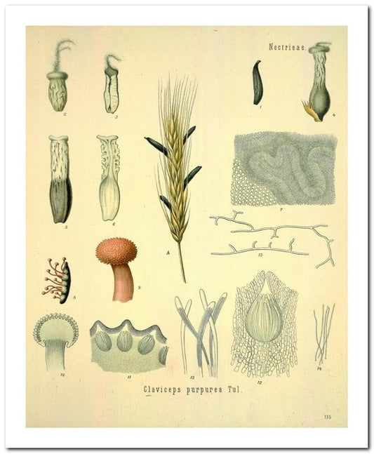 Edward's Botanical Register 8x10 Botanical Art Print 03062501111