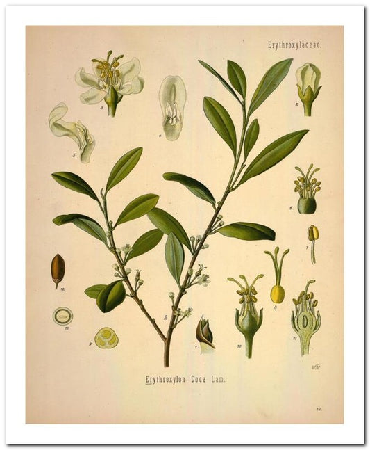 Kohler Medizinal Pflanzen 8x10 Botanical Art Print 03062501113