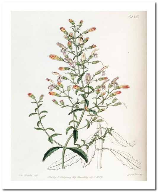 Kohler Medizinal Pflanzen 8x10 Botanical Art Print 03062501114
