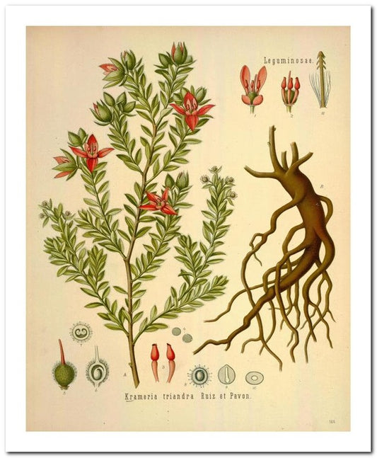 Edward's Botanical Register 8x10 Botanical Art Print 03062501116