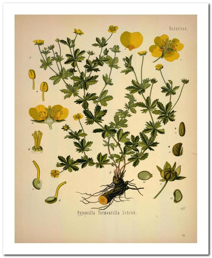 Kohler Medizinal Pflanzen 8x10 Botanical Art Print 03062501119