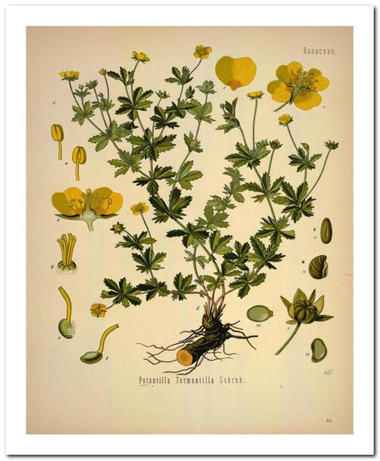 Kohler Medizinal Pflanzen 8x10 Botanical Art Print 03062501119