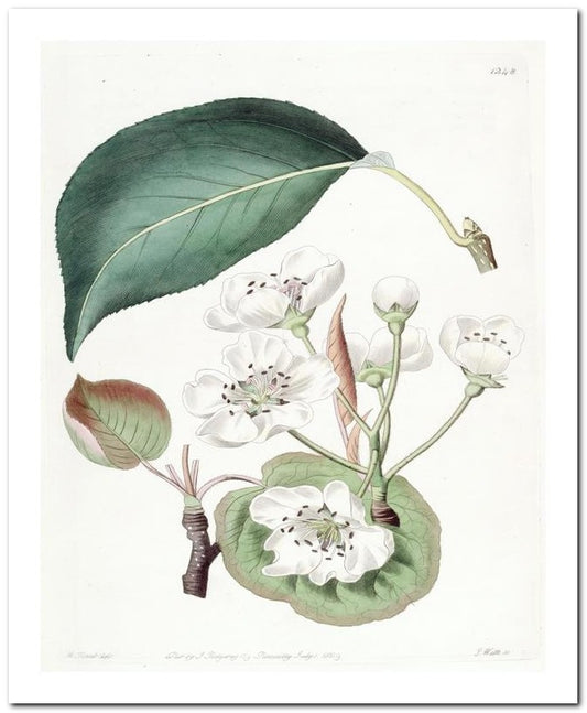 Kohler Medizinal Pflanzen 8x10 Botanical Art Print 03062501120