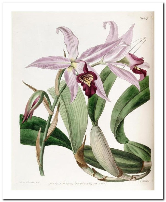 Edward's Botanical Register 8x10 Botanical Art Print 03062501121