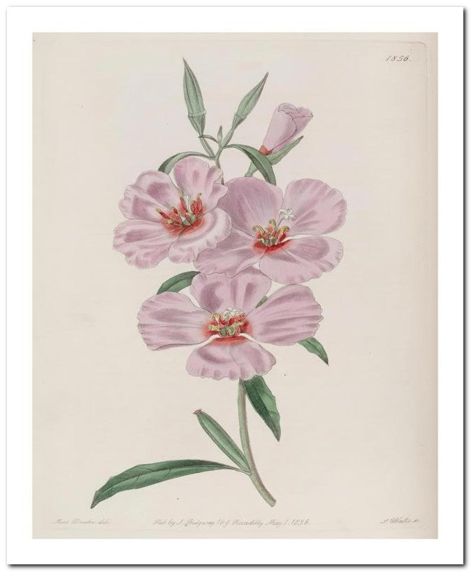 Edward's Botanical Register 8x10 Botanical Art Print 03062501122