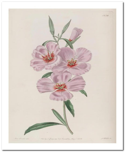 Edward's Botanical Register 8x10 Botanical Art Print 03062501122