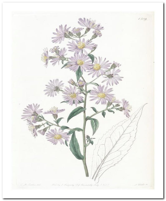 Edward's Botanical Register 8x10 Botanical Art Print 03062501123