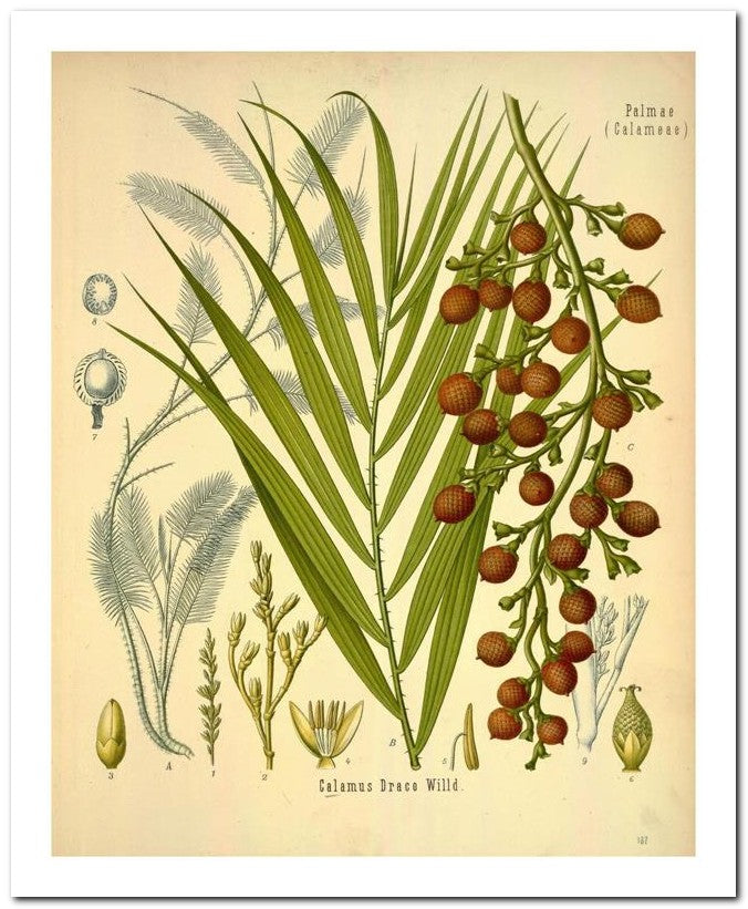 Edward's Botanical Register 8x10 Botanical Art Print 03062501125