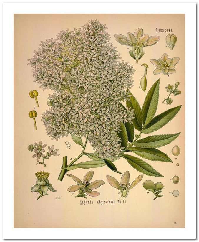Kohler Medizinal Pflanzen 8x10 Botanical Art Print 03062501126