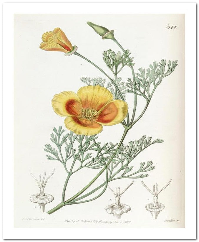 Kohler Medizinal Pflanzen 8x10 Botanical Art Print 03062501127