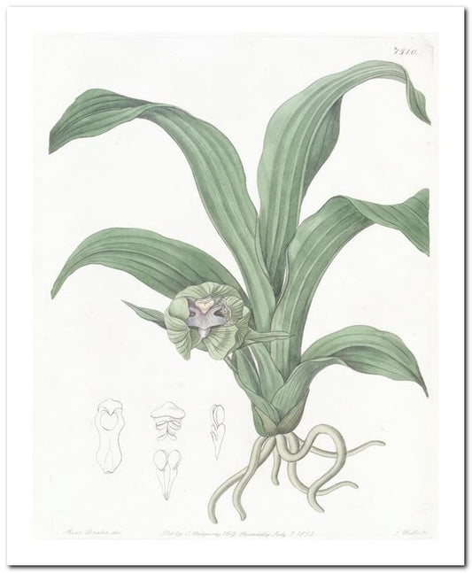 Edward's Botanical Register 8x10 Botanical Art Print 03062501129