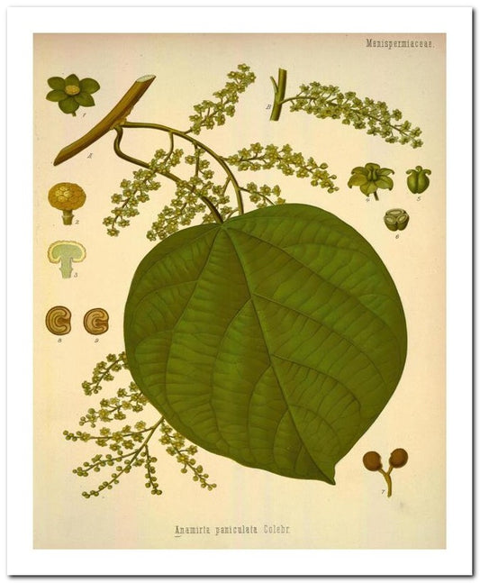 Edward's Botanical Register 8x10 Botanical Art Print 03062501130