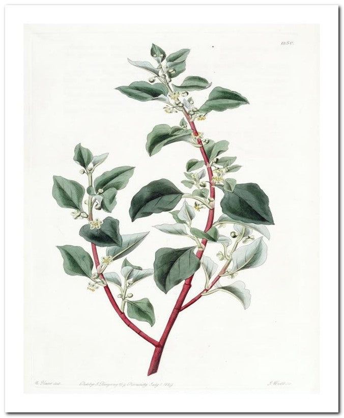 Kohler Medizinal Pflanzen 8x10 Botanical Art Print 03062501131