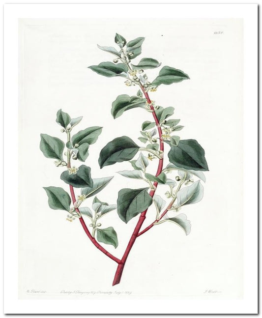 Kohler Medizinal Pflanzen 8x10 Botanical Art Print 03062501131
