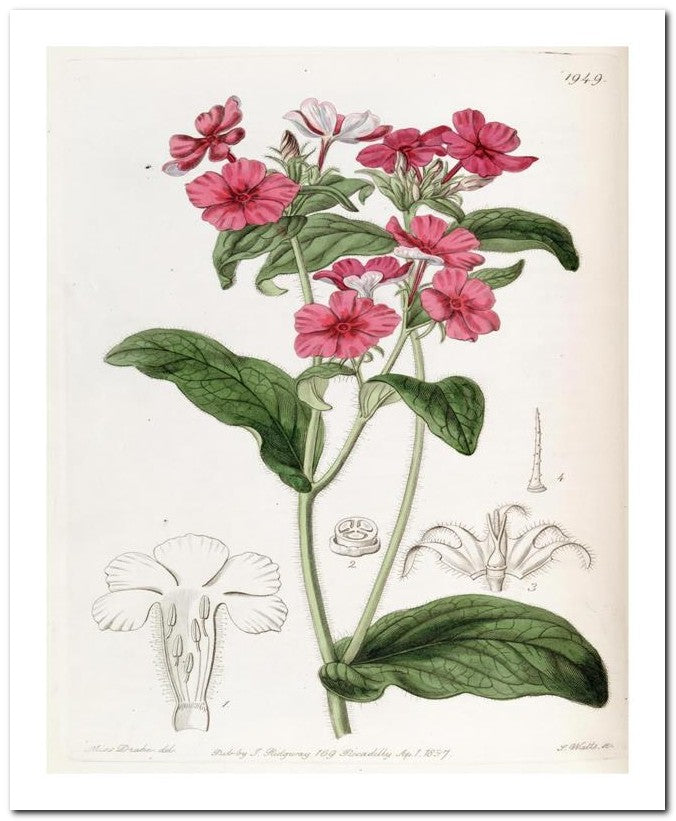 Edward's Botanical Register 8x10 Botanical Art Print 03062501132