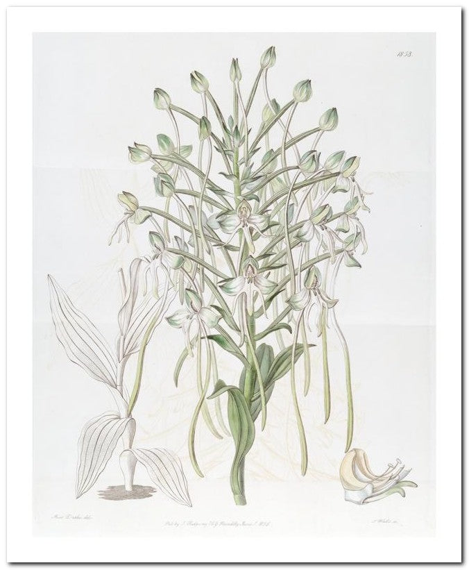 Edward's Botanical Register 8x10 Botanical Art Print 03062501133
