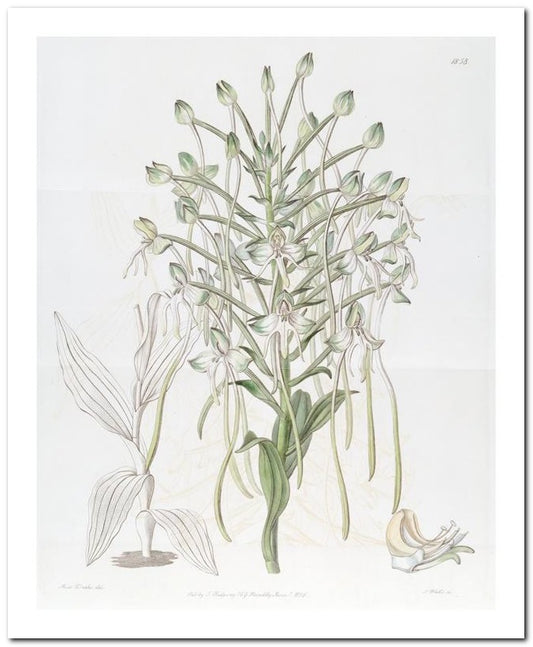 Edward's Botanical Register 8x10 Botanical Art Print 03062501133