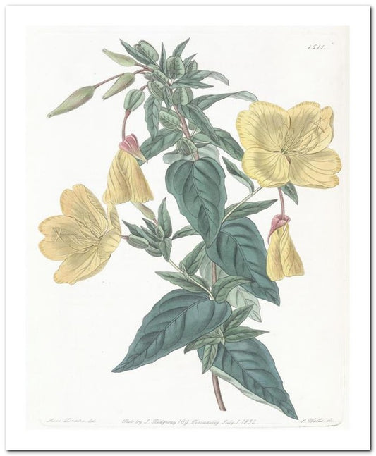 Edward's Botanical Register 8x10 Botanical Art Print 03062501134
