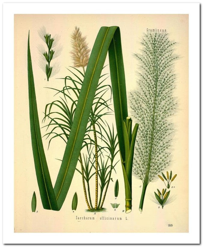 Edward's Botanical Register 8x10 Botanical Art Print 03062501135