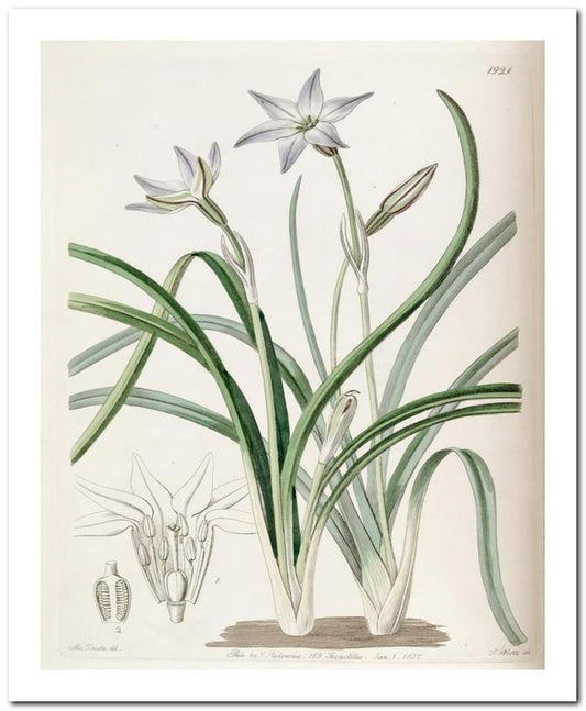 Kohler Medizinal Pflanzen 8x10 Botanical Art Print 03062501136