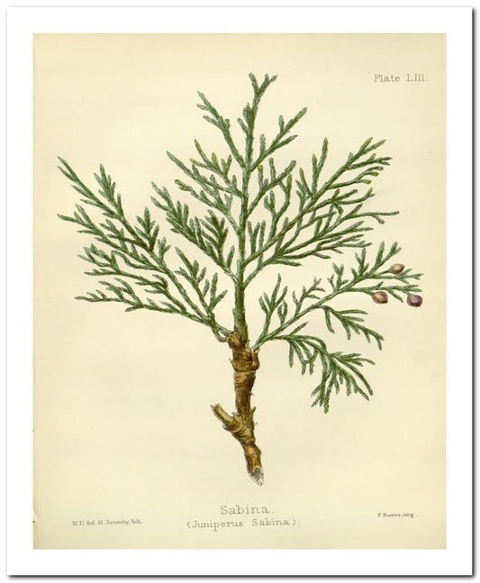 Edward's Botanical Register 8x10 Botanical Art Print 03062501137