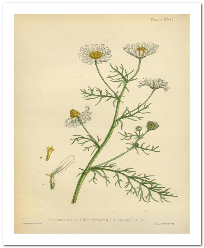 The Flora Homoeopathica 8x10 Botanical Art Print 03062501138