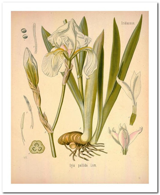 The Flora Homoeopathica 8x10 Botanical Art Print 03062501139