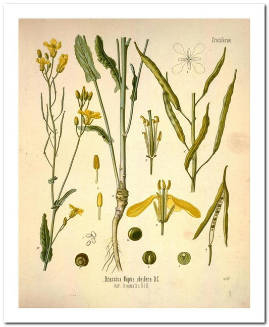 Kohler Medizinal Pflanzen 8x10 Botanical Art Print 03062501140