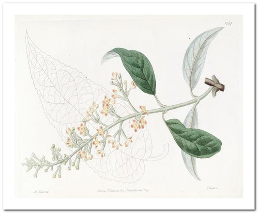 Kohler Medizinal Pflanzen 8x10 Botanical Art Print 03062501141