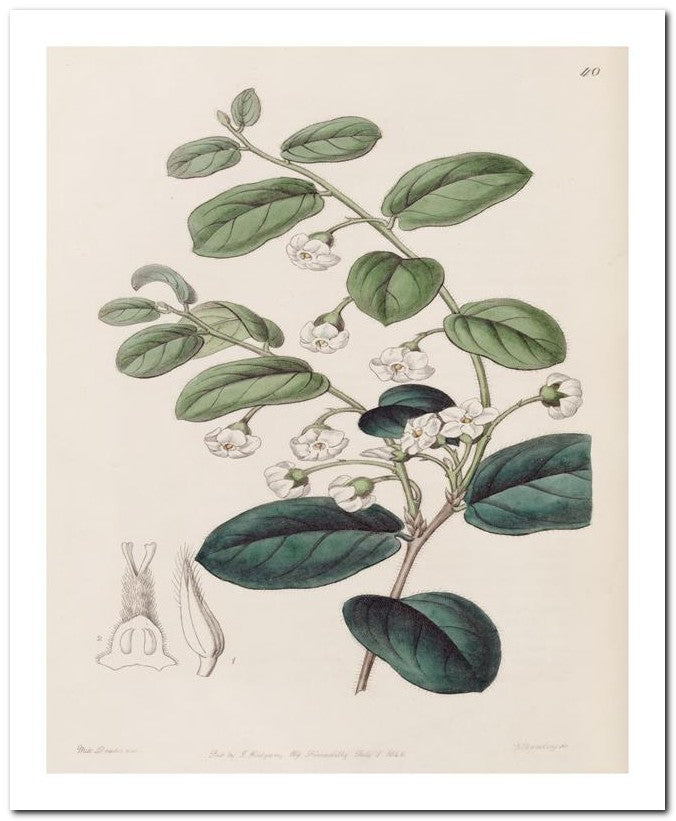 Edward's Botanical Register 8x10 Botanical Art Print 03062501142