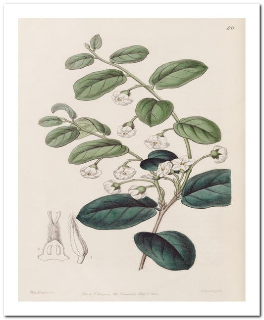 Edward's Botanical Register 8x10 Botanical Art Print 03062501142