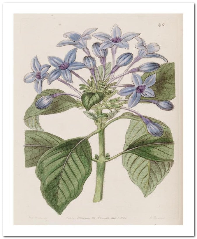 Edward's Botanical Register 8x10 Botanical Art Print 03062501143