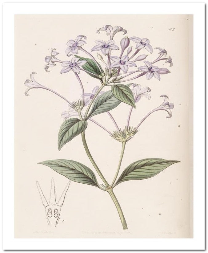 Edward's Botanical Register 8x10 Botanical Art Print 03062501144