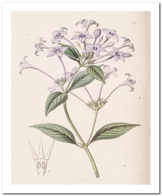 Edward's Botanical Register 8x10 Botanical Art Print 03062501144